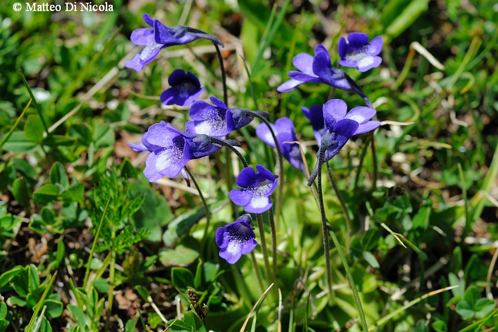 un po'' di flora dal Gavia